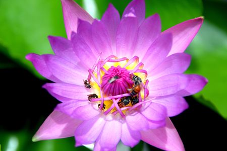 Purple Lotus and Bees, Thailandの写真素材