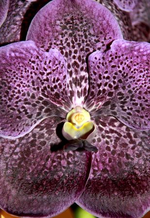 Thai Orchid, Thailand