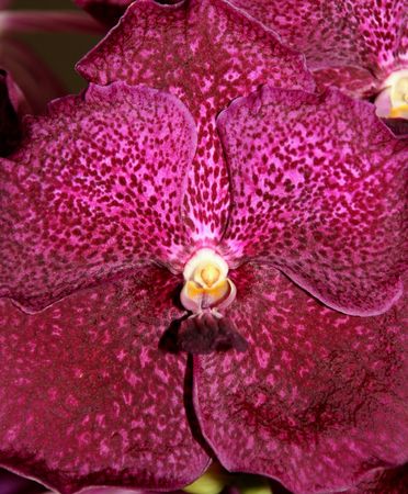 Thai Orchid , Thailandの写真素材