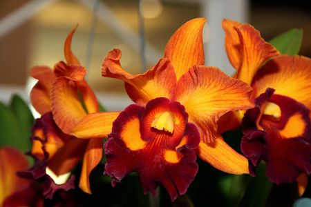 Thai Orchid , Thailandの写真素材