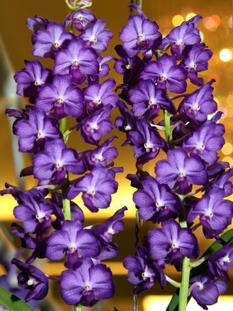 Thai Orchid , Thailand