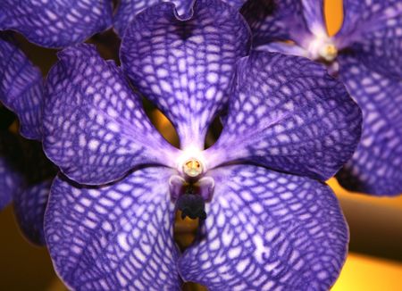 Thai Orchid, Thailand の写真素材