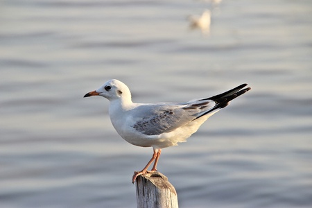 Bright sea sunset with flying seagulls, Thailandの写真素材