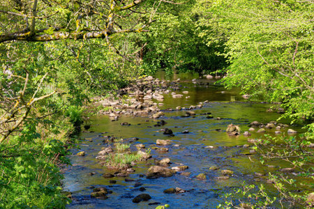 Stream in the forest. Spring landscape. River in the forest.