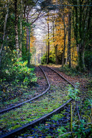 Railway tracks in autumn forest. Tram tracks in autumn forest.の写真素材