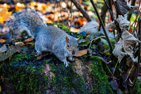 Squirrel in the autumn forest with leaves and moss on the ground