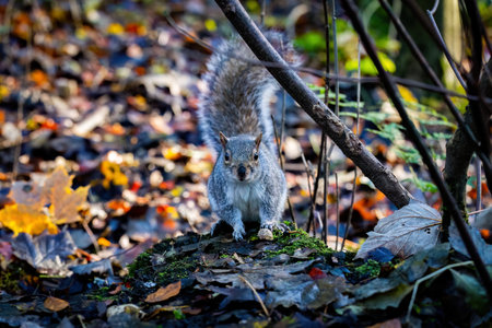 Squirrel in the autumn forest. Close-up of a squirrel in the autumn forest.の写真素材