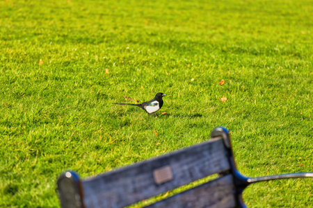 Magpie in the park. Bird sitting on a green lawn, in Heaton Park, Manchester, UKの写真素材