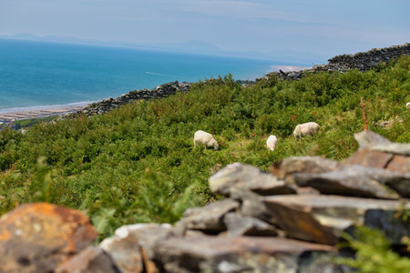 Sheep in the mountains on the coast of the sea  in summer in Barmouth, Wales, UKの写真素材