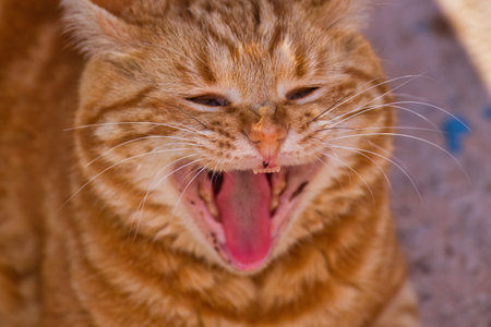 Portrait of a cute ginger cat with open mouth yawning.の写真素材