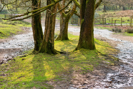 Trees covered with moss in the middle of a stream in winter in Rivington, Lancashire, UK