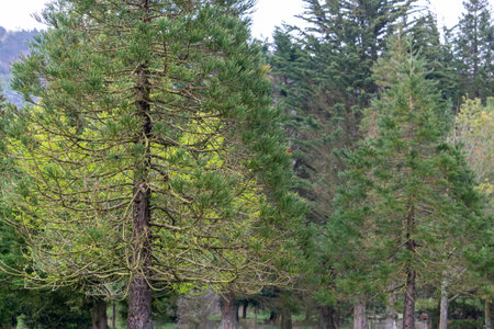 Pine trees in the park, close up of pine trees in Rivington, Lancashire, UK