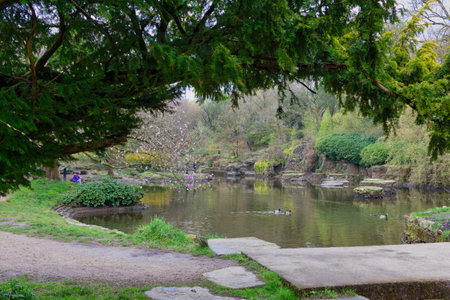 Beautiful view of the pond in a Japanese garden in spring.の写真素材