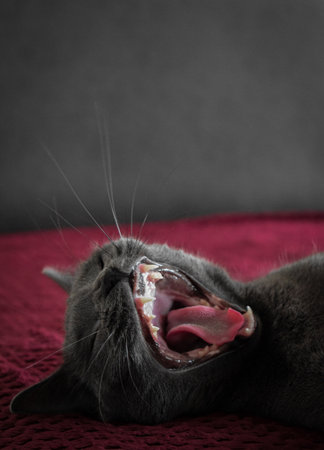 Beautiful yawning cat in bedの写真素材