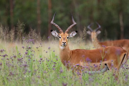 Impala Ram in a field of purple flowersの写真素材