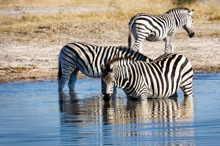 Zebras drinking at a waterhole in Botswanaの写真素材