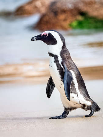 African Penguin walking down to the sea at Boulders Beach in Simon's Town, South Africa.の写真素材