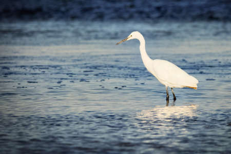 Little Egret hunting for food in Milnerton Lagoonの写真素材
