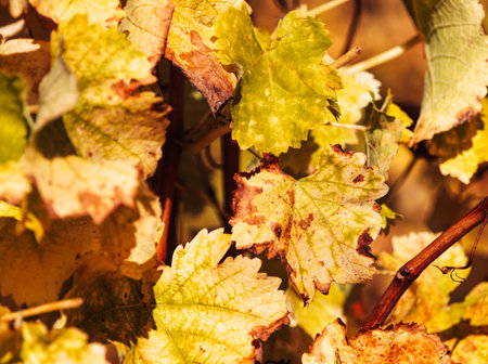 Close-up of autumn vine leaves in a vineyard. Constantia, Cape Town, South Africa.の写真素材