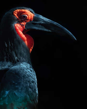 Low key close-up portrait of a Southern Ground Hornbill.