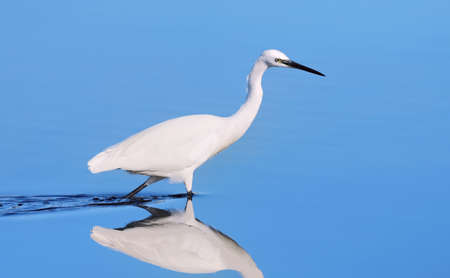 Snowy Egret hunting for food in shallow water. Milnerton Lagoon, Cape Town, South Africa.の写真素材