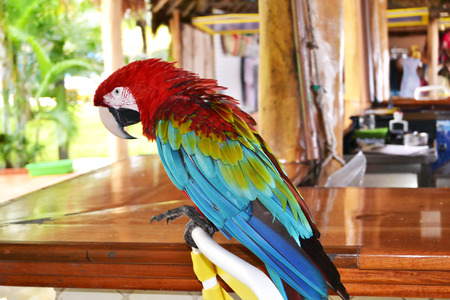 Parrotの写真素材