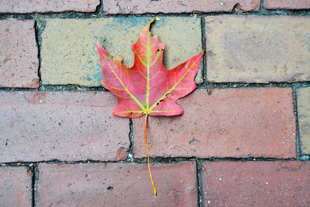 Red leafの写真素材