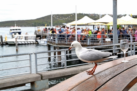 Seagullの写真素材