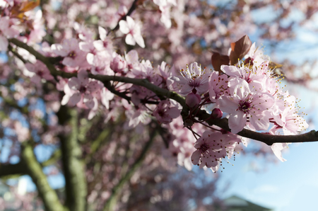 Cherry blossomの写真素材