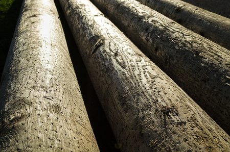 Treesの写真素材