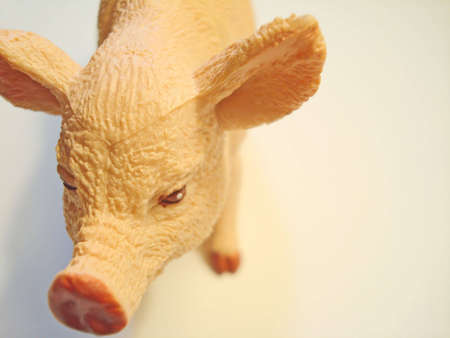 An extreme close-up of a childs plastic toy pig with room for text.                               の写真素材
