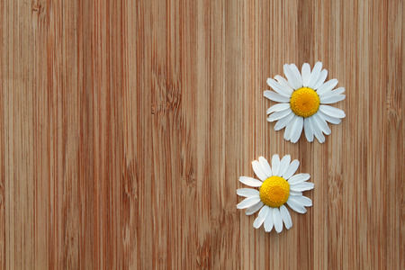 Two beautiful flowerの写真素材