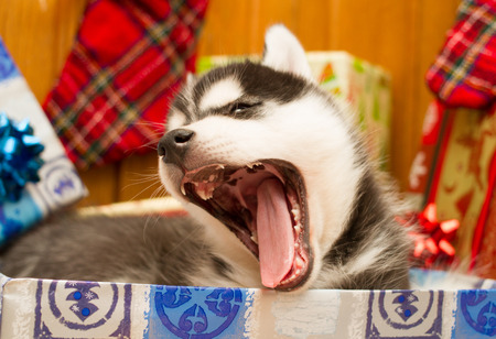 Very widely yawningの写真素材