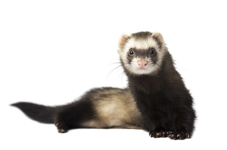 ferretの写真素材
