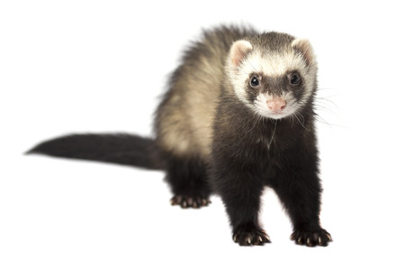 The evil ferret isolated on white backgroundの写真素材
