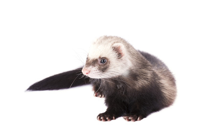 Cute ferret isolated on white backgroundの写真素材