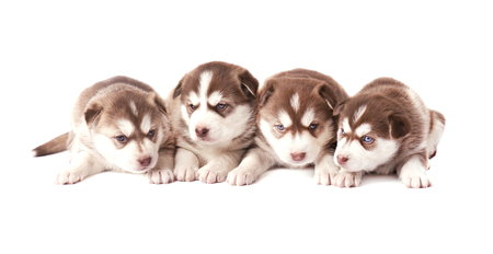 Group of Siberian husky puppies, brown puppies husky isolated on white backgroundの写真素材