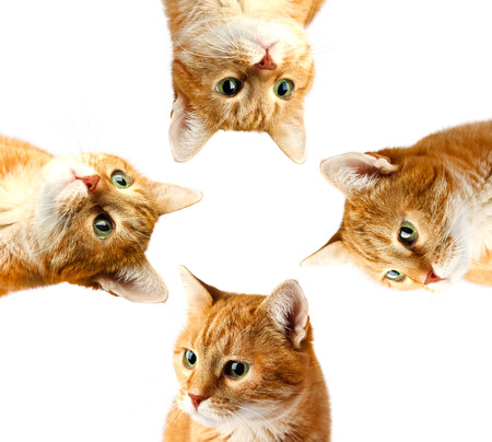 Adult red cat isolated on white background, collage cat muzzles.の写真素材