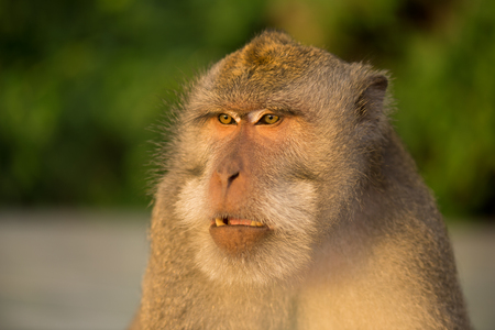 Adult monkey sits on the tree in the forest