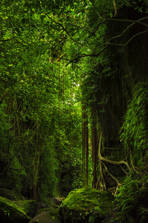 Fantastic tropical forest with amazing tropical plants