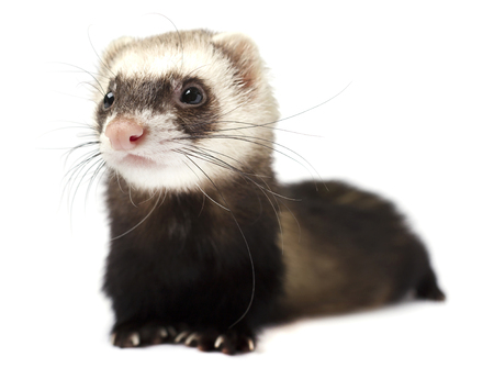 Ferret isolated on a white backgroundの写真素材
