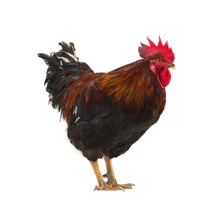 Beautiful rooster isolated on white backgroundの写真素材