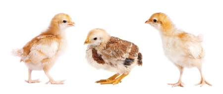 Small chickens isolated on white background. Collage of chickの写真素材