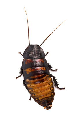 Cockroach isolated on white backgroundの写真素材