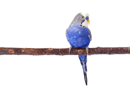 Young blue budgerigar on roost, isolated on white backgroundの写真素材
