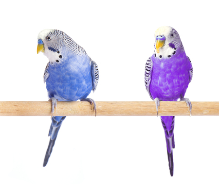 Parrot blue and purple. Budgie blue, isolated on white background. Budgerigar in full growthの写真素材