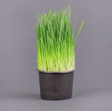 Fresh green wheatgrass growing in black pot, on a gray background.の写真素材