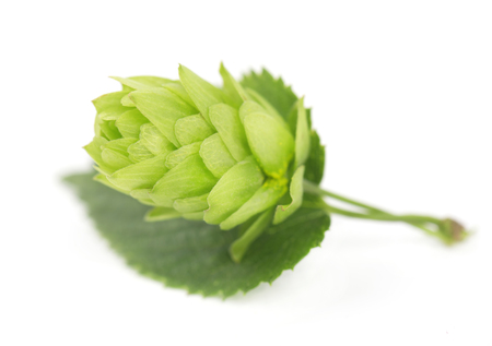 Fresh green hop branch, isolated on white backgroundの写真素材