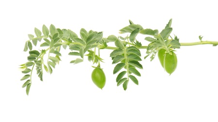 Green chickpea on a branch, and in the pod isolated on white background. Flowers chickpeas isolatedの写真素材