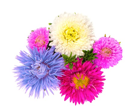Bouquet of colorful Asters flowers over white backgroundの写真素材
